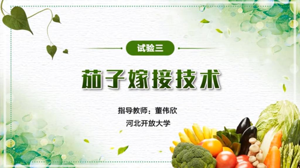 茄子嫁接技术